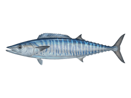 Wahoo